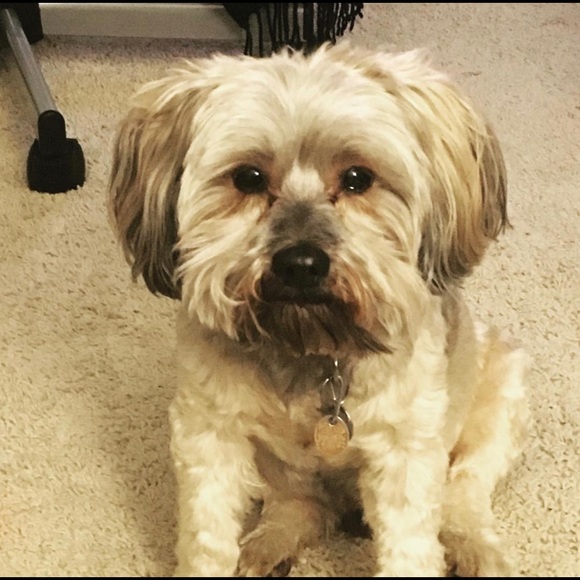 Meet your Posher, Michelle - Picture 1 of 1